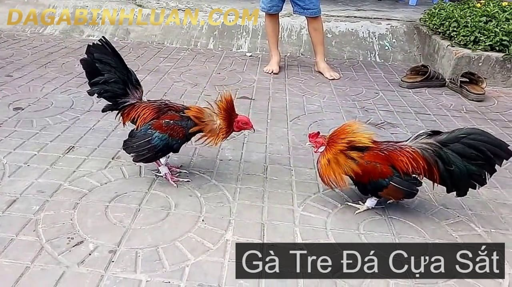 Đá gà tre